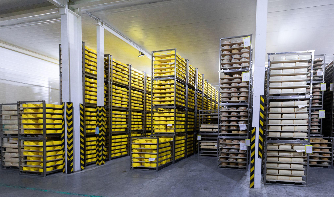Interior of a modern cheese aging warehouse with tall industrial racks filled with wheels of cheese.